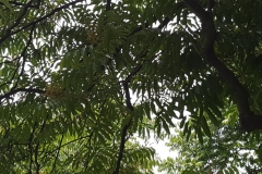 20170608_123142
