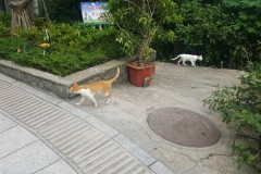 20170610_094104