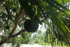 20170610_100149